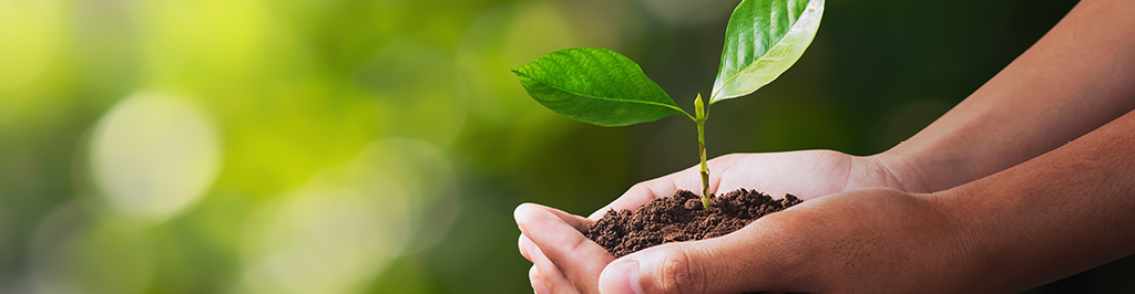hand holding young plant for planting. concept green world
